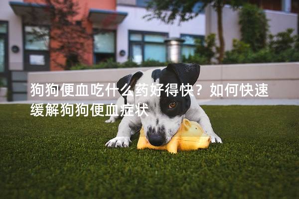 狗狗便血吃什么药好得快？如何快速缓解狗狗便血症状