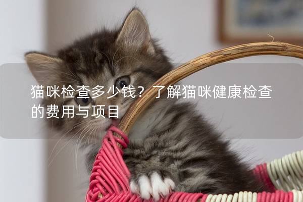 猫咪检查多少钱？了解猫咪健康检查的费用与项目
