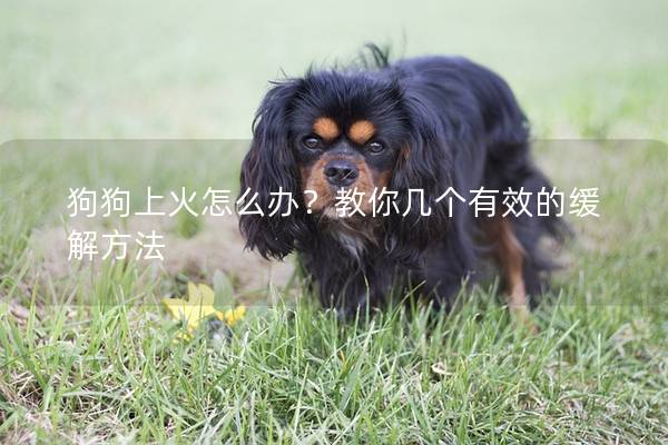 狗狗上火怎么办？教你几个有效的缓解方法