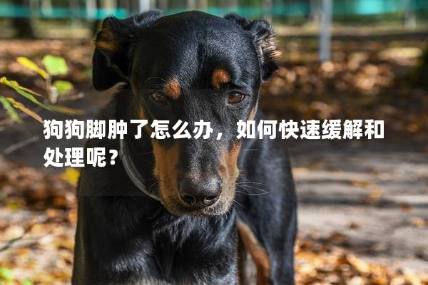狗狗脚肿了怎么办，如何快速缓解和处理呢？