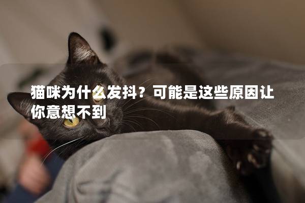 猫咪为什么发抖？可能是这些原因让你意想不到