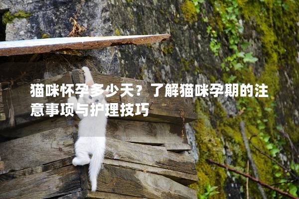 猫咪怀孕多少天？了解猫咪孕期的注意事项与护理技巧