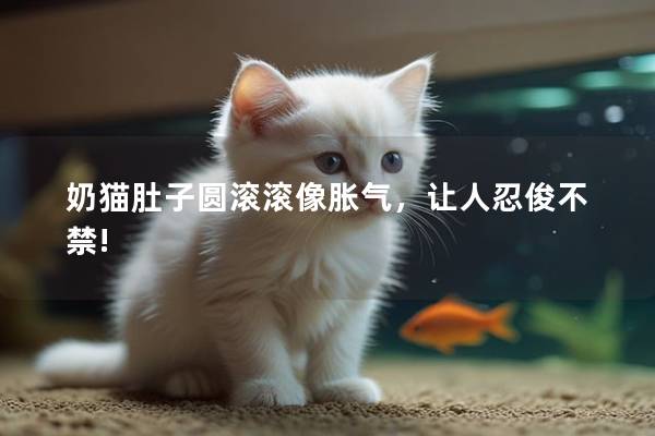 奶猫肚子圆滚滚像胀气，让人忍俊不禁!