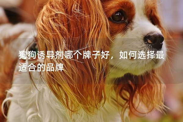 狗狗诱导剂哪个牌子好，如何选择最适合的品牌