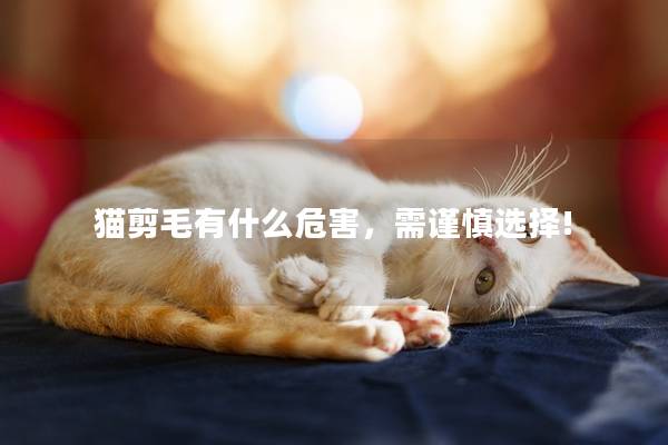 猫剪毛有什么危害，需谨慎选择!