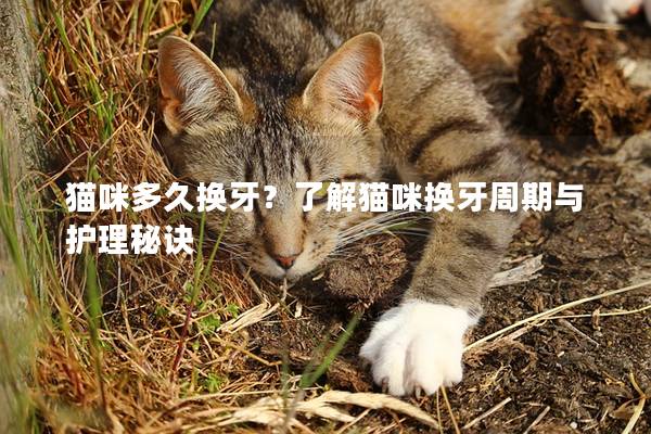 猫咪多久换牙？了解猫咪换牙周期与护理秘诀