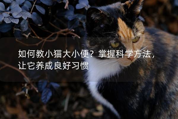 如何教小猫大小便？掌握科学方法，让它养成良好习惯