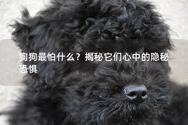 狗狗最怕什么？揭秘它们心中的隐秘恐惧