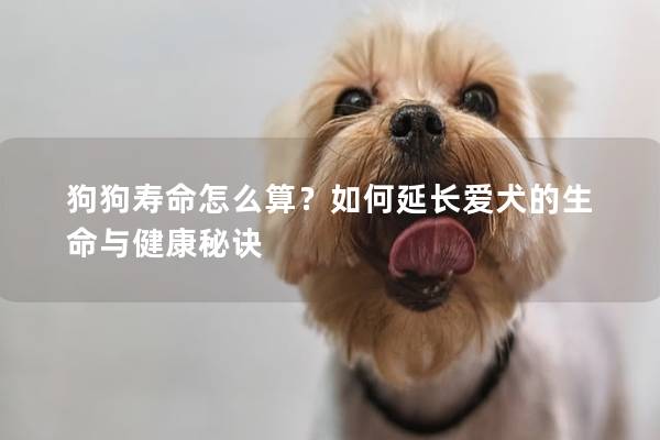 狗狗寿命怎么算？如何延长爱犬的生命与健康秘诀