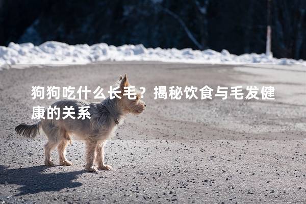 狗狗吃什么长毛？揭秘饮食与毛发健康的关系