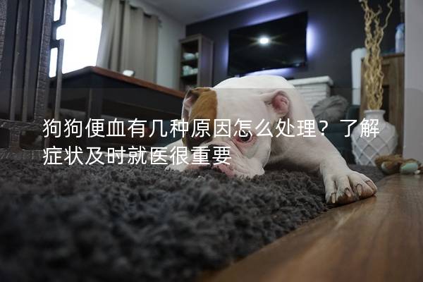 狗狗便血有几种原因怎么处理？了解症状及时就医很重要