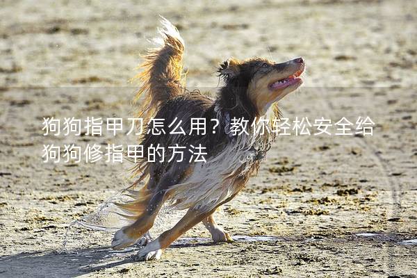 狗狗指甲刀怎么用？教你轻松安全给狗狗修指甲的方法