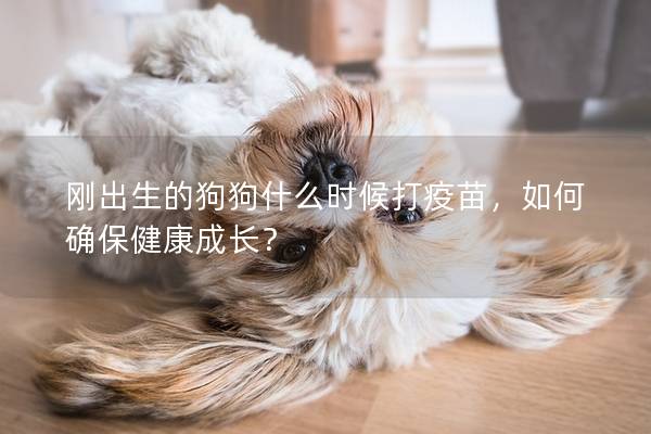 刚出生的狗狗什么时候打疫苗，如何确保健康成长？