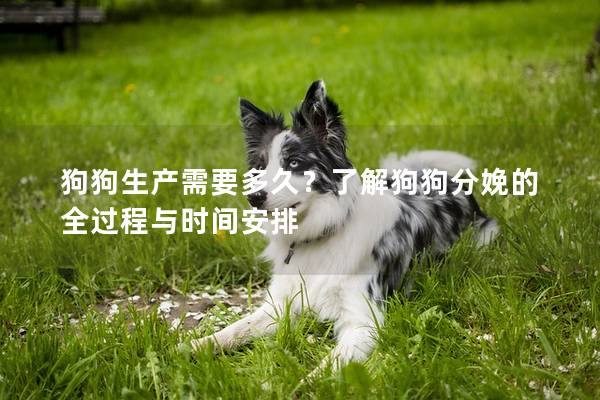 狗狗生产需要多久？了解狗狗分娩的全过程与时间安排