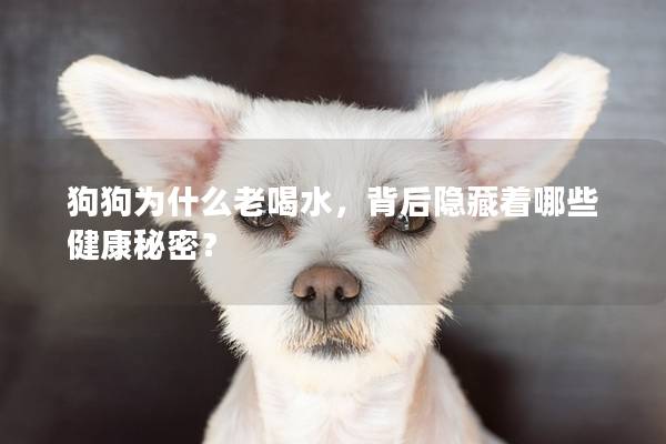 狗狗为什么老喝水，背后隐藏着哪些健康秘密？