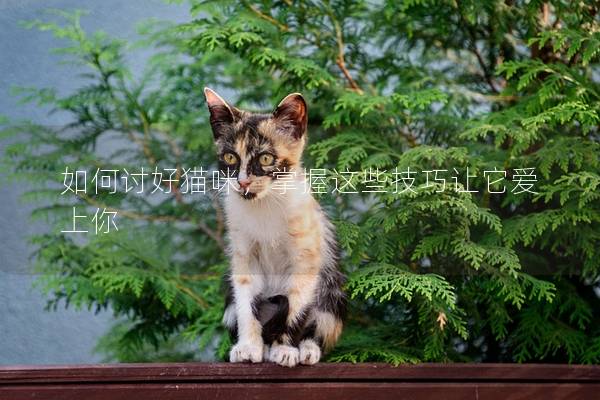 如何讨好猫咪，掌握这些技巧让它爱上你