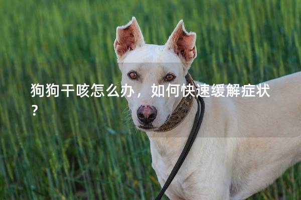 狗狗干咳怎么办，如何快速缓解症状？