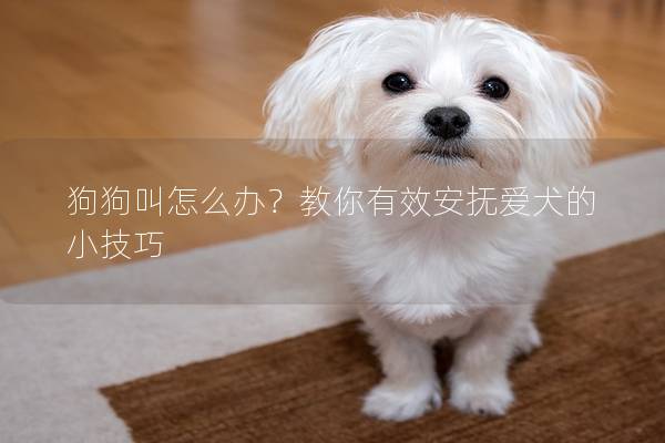狗狗叫怎么办？教你有效安抚爱犬的小技巧