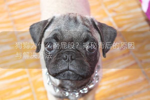 狗狗为什么磨屁股？揭秘背后的原因与解决方法