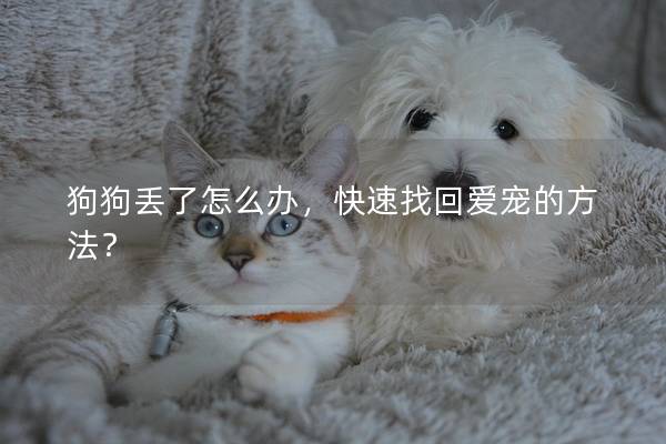 狗狗丢了怎么办，快速找回爱宠的方法？