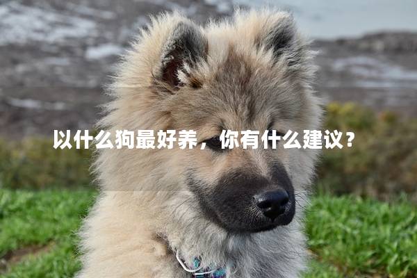 以什么狗最好养，你有什么建议？