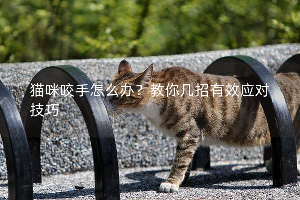 猫咪咬手怎么办？教你几招有效应对技巧