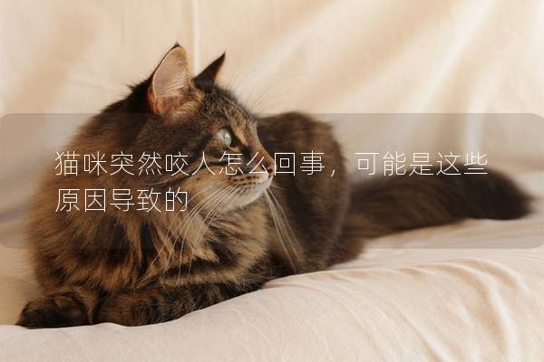 猫咪突然咬人怎么回事，可能是这些原因导致的