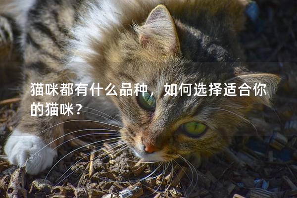 猫咪都有什么品种，如何选择适合你的猫咪？