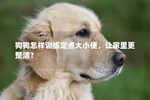 狗狗怎样训练定点大小便，让家里更整洁？