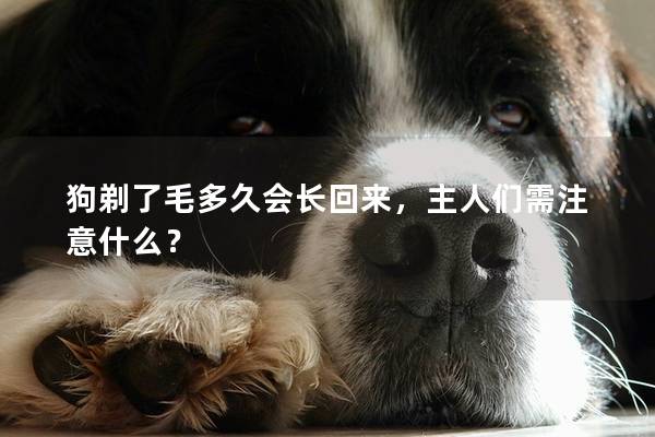 狗剃了毛多久会长回来，主人们需注意什么？