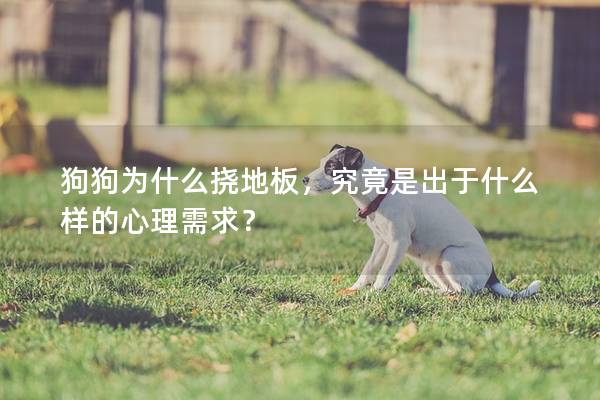 狗狗为什么挠地板，究竟是出于什么样的心理需求？
