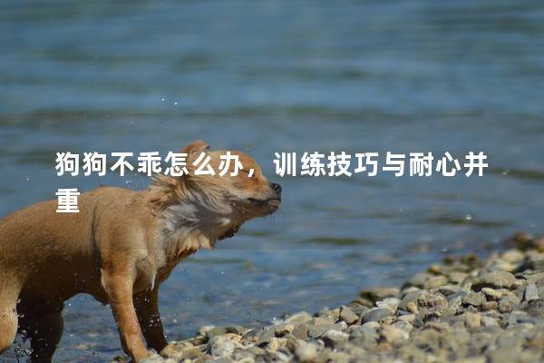 狗狗不乖怎么办，训练技巧与耐心并重