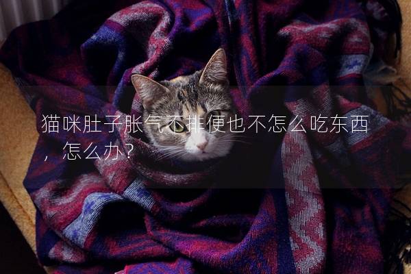 猫咪肚子胀气不排便也不怎么吃东西，怎么办？