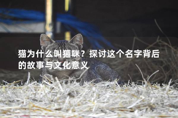 猫为什么叫猫咪？探讨这个名字背后的故事与文化意义
