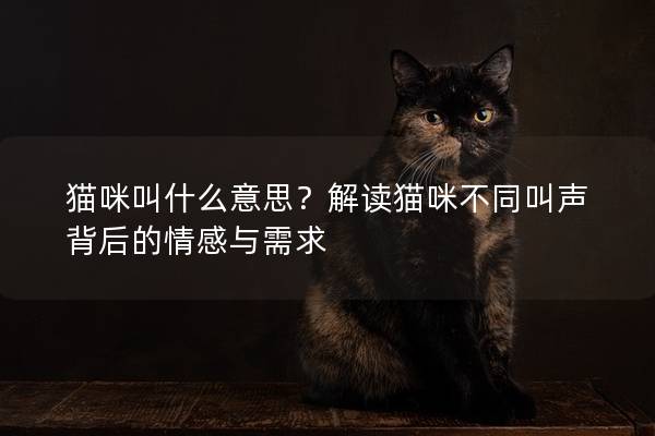 猫咪叫什么意思？解读猫咪不同叫声背后的情感与需求