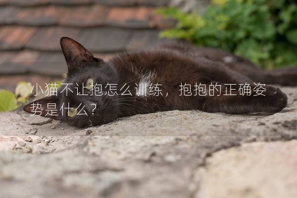 小猫不让抱怎么训练，抱抱的正确姿势是什么？