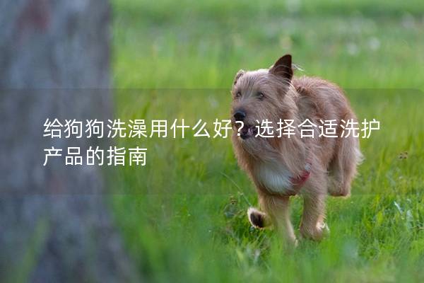 给狗狗洗澡用什么好？选择合适洗护产品的指南