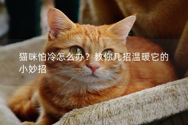 猫咪怕冷怎么办？教你几招温暖它的小妙招