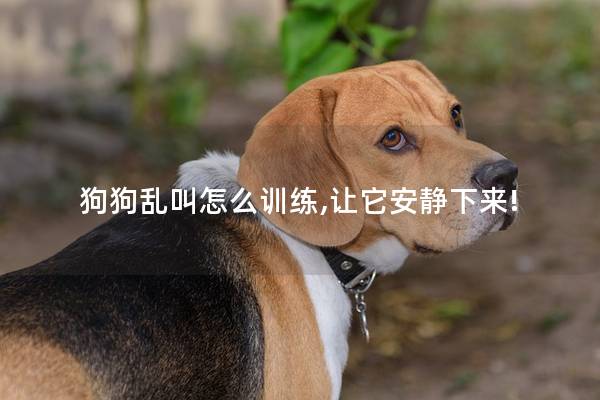 狗狗乱叫怎么训练,让它安静下来!