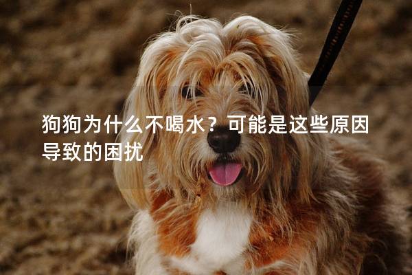 狗狗为什么不喝水？可能是这些原因导致的困扰