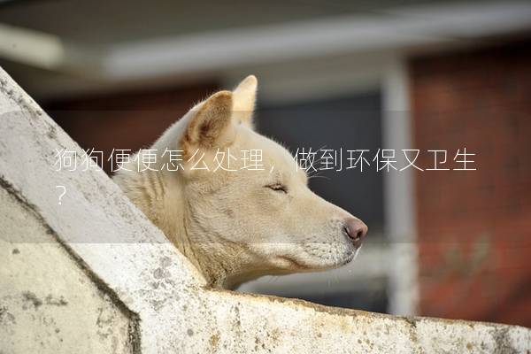 狗狗便便怎么处理，做到环保又卫生？