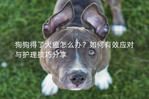 狗狗得了犬瘟怎么办？如何有效应对与护理技巧分享
