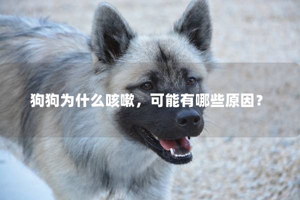 狗狗为什么咳嗽，可能有哪些原因？