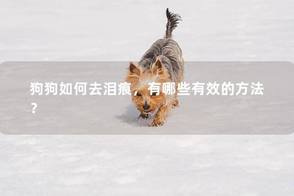 狗狗如何去泪痕，有哪些有效的方法？