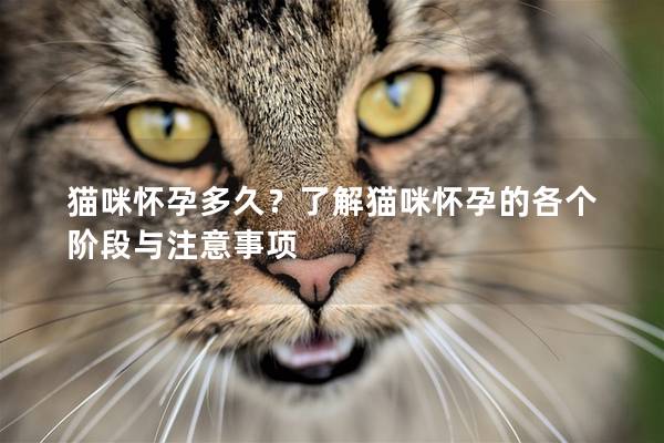 猫咪怀孕多久？了解猫咪怀孕的各个阶段与注意事项