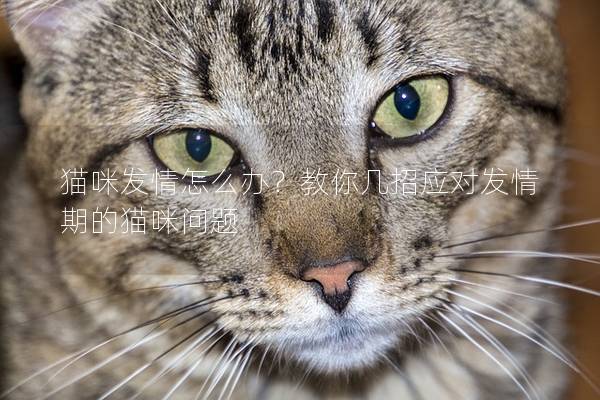 猫咪发情怎么办？教你几招应对发情期的猫咪问题