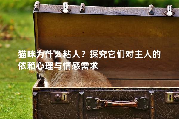 猫咪为什么粘人？探究它们对主人的依赖心理与情感需求