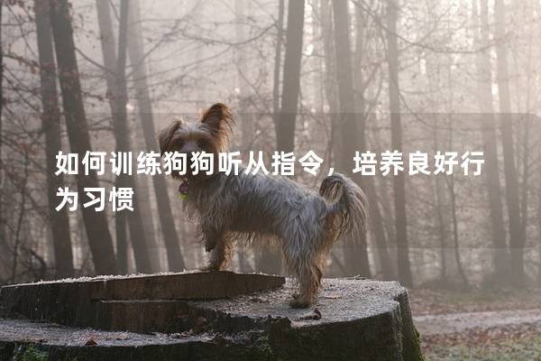 如何训练狗狗听从指令，培养良好行为习惯