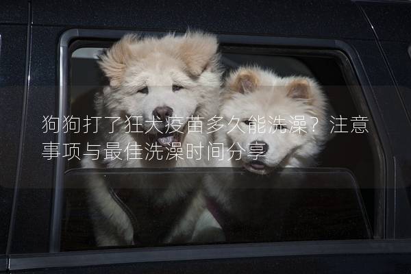 狗狗打了狂犬疫苗多久能洗澡？注意事项与最佳洗澡时间分享