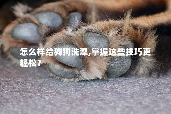 怎么样给狗狗洗澡,掌握这些技巧更轻松？